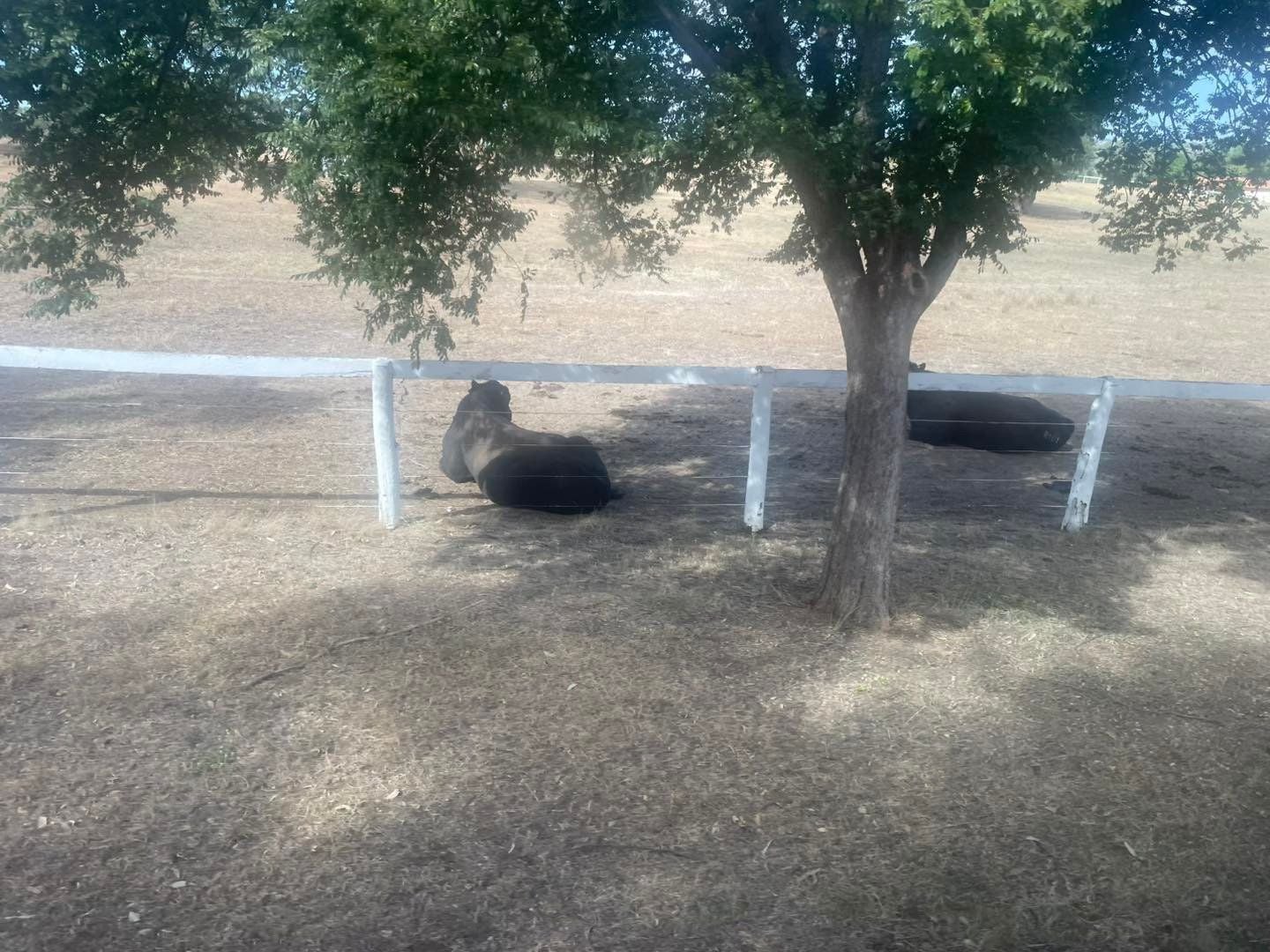 Dubbo Zoo 2025 Image -67de04d74f591